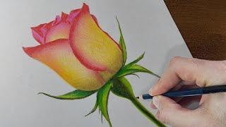 Rose Drawing: How To Draw a ROSE with Colored Pencils | Pencil Colour Drawing Tutorial