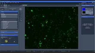 How to overlay the images from different channels using ZEN Lite #researchcenter #microscope