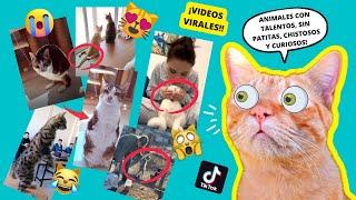 GATOS REACCIONAN a VIDEOS virales de Animales RANDOM! 