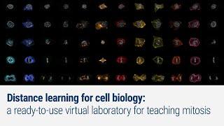 Distance Learning for Cell Biology: a ready-to-use virtual laboratory for teaching mitosis