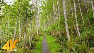 4K Spring Walk through Vancouver Island, Canada - Virtual Forest Walk Accompanied by Birds Songs