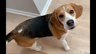 Cute beagle doesn't want a bath