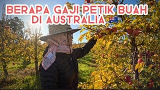 BERAPA GAJI PETIK BUAH DI AUSTRALIA 