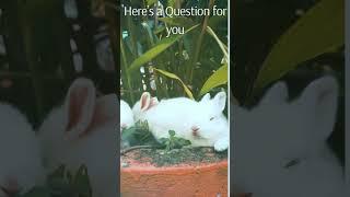 Baby Rabbits needs to know? #shorts #riddles #facts #quiz #riddlesquiz #motivation #rabbit