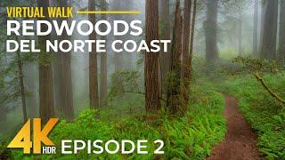 4K Hiking Del Norte Coast Redwood State Park Trails - Part 2 | Calm Forest Walk with Real Sounds