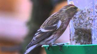 Redpoll    -     Carduelis    flammea