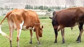 Excellent Bull  | Village Animals|