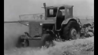 Belarus MTZ-5 and Belarus MTZ-50 tractors. А harvest in Krasnodar Krai. (1978).