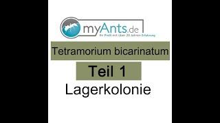 Tetramorium bicarinatum Teil 1 Lagerkolonie