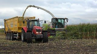 Mais hakselen voor melkveebedrijf de Bleskolk door loonbedrijf Reimink met Claas Jaguar 950 (2024)