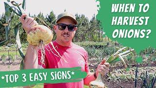 TOP 3 SIGNS: WHEN TO HARVEST and CURE ONIONS