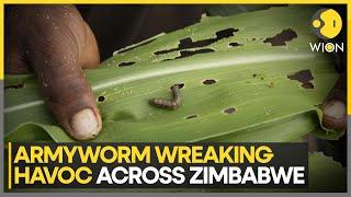 Zimbabwe: African Armyworm Outbreak Spreads in 30 Districts | World News | WION