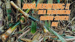 ANDA  BERUNTUNG BILA MENEMUKAN BAMBU UNIK SEPERTI INI,KEINGINAN KITA AKAN SEGERA TERWUJUD!!