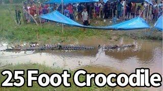 25 Foot Crocodile Seen in Village, Bujang Senang