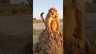 oh! wao big cobra snake vs monkey amazing video #shorts #viral #amazing