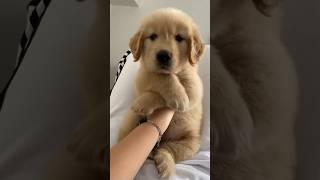 see stylish puppy #shorts #viral #trending #animaltalestube