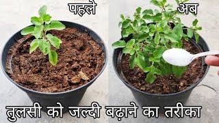 7 important points जल्दी बढ़ेगी तुलसी ऐसे लगाएं, Tulsi plant care