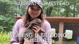 Weaning & Breeding Schedule | Raising Silverfox Meat Rabbits