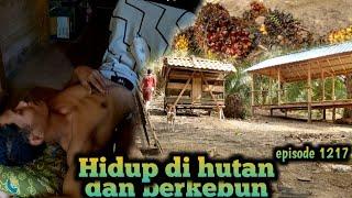 musim demam bang komri tepar tak berdaya warta petani muda hidup di hutan