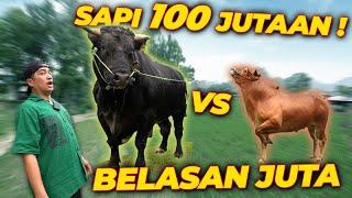 SPILL HARGA SAPI KURBAN 2024 !! 