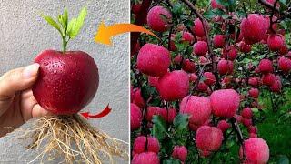 Try this and you will be amazed at apple tree breeding | Relax Garden