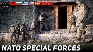 NATO SPECIAL FORCES Work Together on Combat Ability & Readiness in Albania