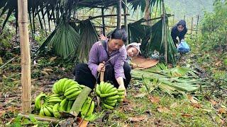 Homeless mother and son harvest bananas & Get help from good people