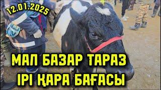 12.01.2025 ІРІ ҚАРА БАҒАСЫ / ТАРАЗ МАЛ БАЗАР