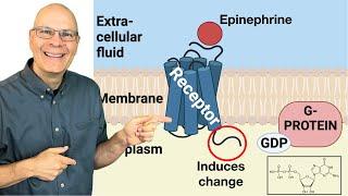 From Signals to Survival: Why Cell Communication Matters for AP Bio (Live!)