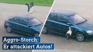 Kein Scherz! Warum dieser Storch Autos attackiert | hessenschau