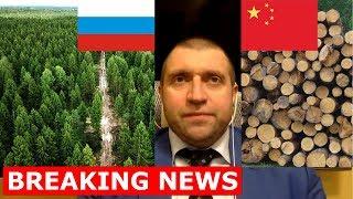 Дмитрий Потапенко - Вырубка лесов китайцами в Сибири