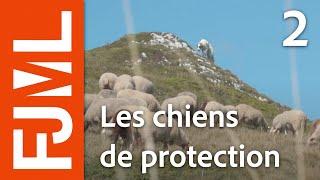 Chien de protection, VTT et Trail