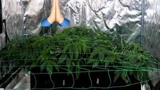 Daily Cannabis Grow Log - Jan 9 | SCROG SET UP! |