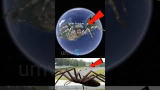 unique map view  find a big spider in the garden #shorts #youtubeshorts #ytshorts #shortsfeed