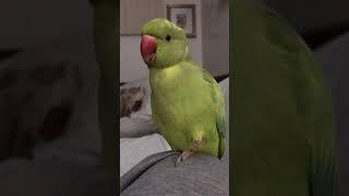 Adorable Parrot making Cute Noises and Talking 