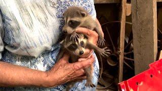 We found baby raccoons in our barn!