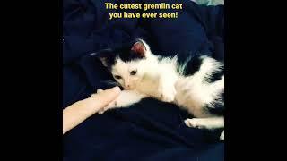 Cute little gremlin kitten!