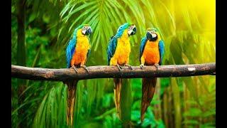 Дикая природа Австралии  Большие попугаи  Документальный фильм