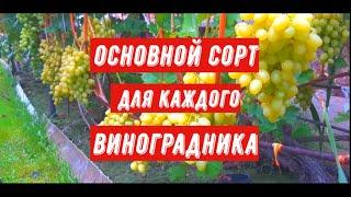 Основной сорт для каждого виноградника