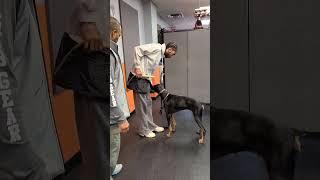 Doberman shows off retrieval skills!!!#Doberman #ipo #psa #schutzhund #obedience #training