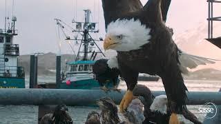 Eagle Takeoff at 1000 fps - super detailed #dinosaurs #wildlife #eagles