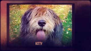 A DOG NAMED KITTY, by Bill Wallace