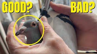 HOW TO Recognize GOOD Racing Pigeons (MUST SEE)