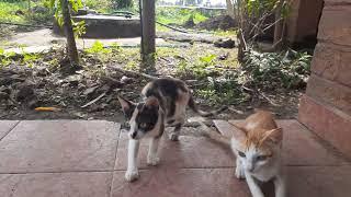 African Wild Cat | Sierra Leone