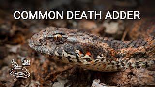 Common death adder, one of the most venomous snakes in the world, elapid snake looks like a viper