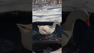 Gustav bopping around in the pool #goosehouse