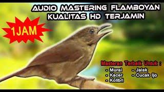 Unique & Good Bird Songs for Therapy and Training the Sounds of Birds (Javanese Fulvetta) 