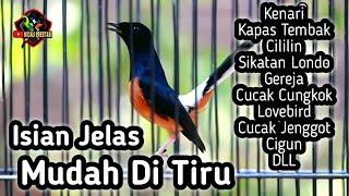 MASTERAN MURAI BATU FULL ISIAN TEMBAKAN CILILIN KENARI KAPAS TEMBAK GEREJA CUNGKOK LOVEBIRD CIGUN