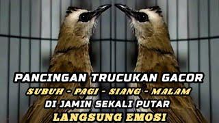 trucukan gacor TARUNG ROPEL PANJANG buat pancingan trucukan agar bunyi jadikan burung trucuk gacor