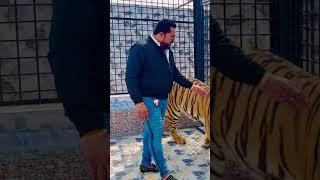 Biggest tiger in the whole world (mian saqib)